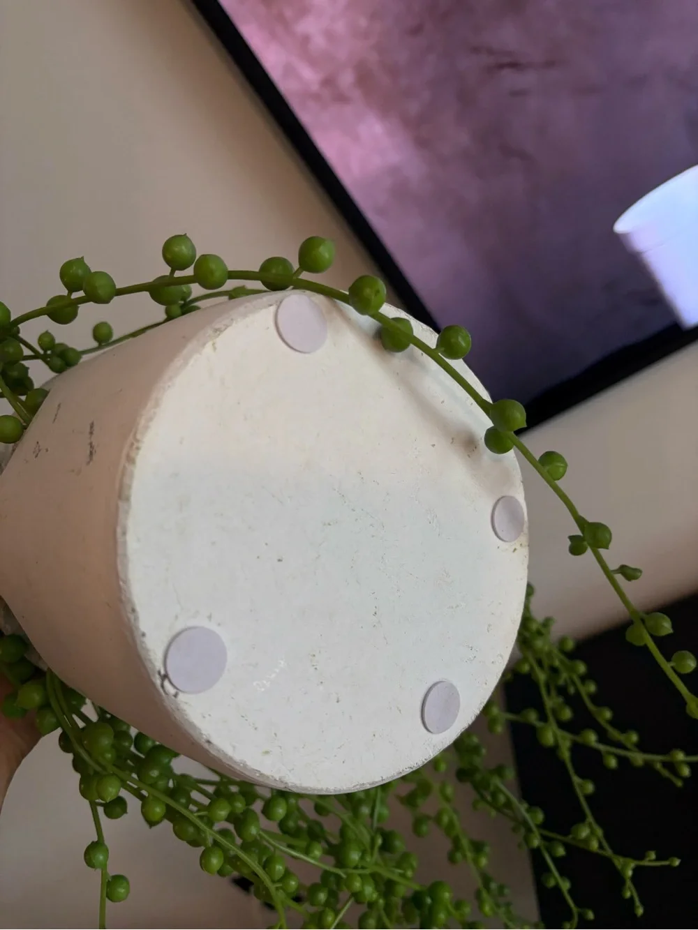 Green Trailing Faux String of Pearls Plant in White Ceramic Pot - Home Accents
